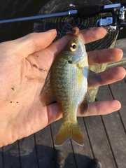 Lepomis macrochirus purpurascens
