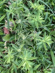 Eryngium foetidum