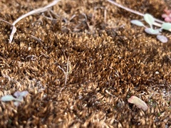 Funaria hygrometrica