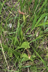 Cypripedium candidum
