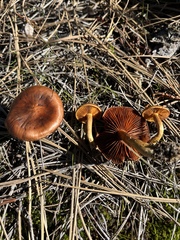 Dermocybe