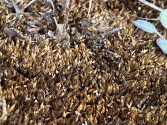 Funaria hygrometrica