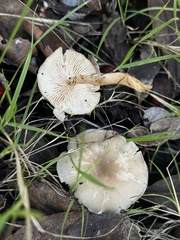 Clitocybe deceptiva
