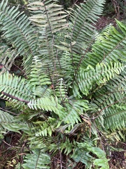 Nephrolepis brownii
