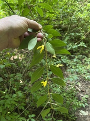 Forsythia suspensa