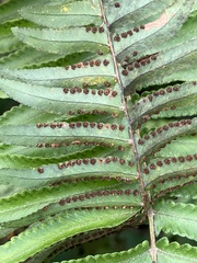 Nephrolepis brownii