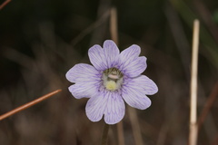 Pinguicula caerulea