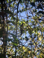 Trogon melanocephalus