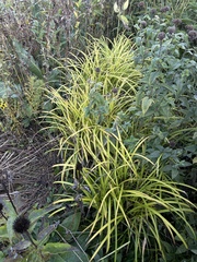 Carex frankii