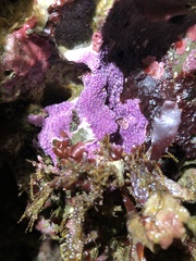 Stylantheca papillosa