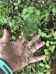 Desmodium laevigatum