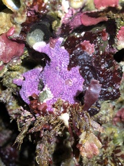 Stylantheca papillosa