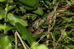 Uromys caudimaculatus