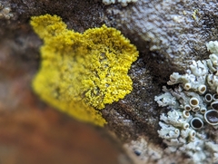 Candelaria concolor