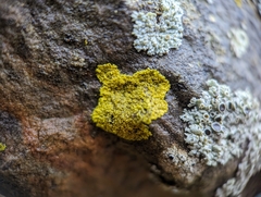 Candelaria concolor