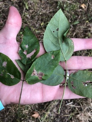 Desmodium laevigatum