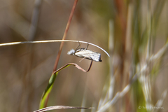 Culladia cuneiferellus