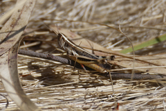 Macrotona securiformis