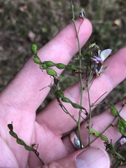 Desmodium laevigatum