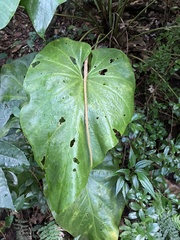Araceae