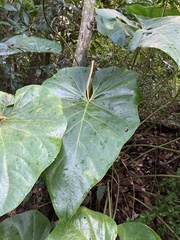 Araceae