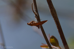 Endotricha pyrosalis