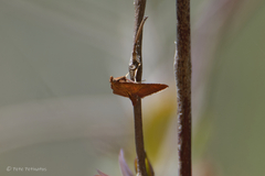 Endotricha pyrosalis