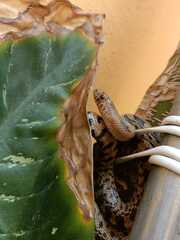 Pituophis deppei