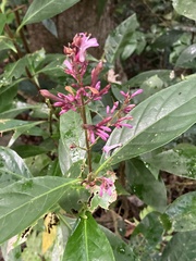Graptophyllinae