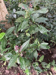 Graptophyllinae