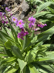 Primula parryi