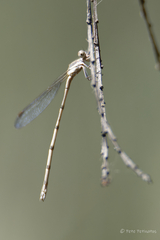 Austrolestes leda