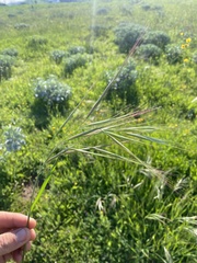 Bromus diandrus