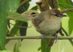 Phacellodomus rufifrons