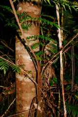 Cyathea australis