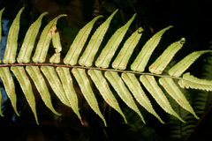 Cyathea australis