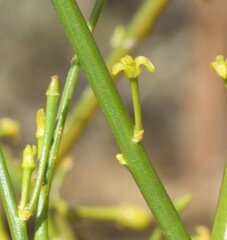 Anthobolus leptomeroides