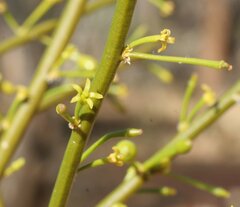 Anthobolus leptomeroides