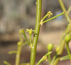 Anthobolus leptomeroides