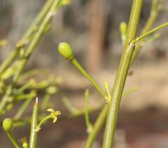 Anthobolus leptomeroides