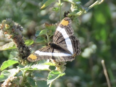 Adelpha fessonia