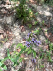 Verbena incompta