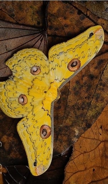 Loepa baliensis