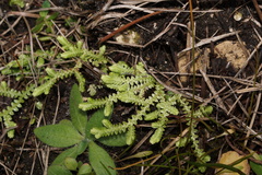 Selaginella apoda