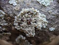 Physcia phaea
