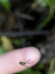 Leucauge regnyi