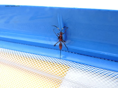 Compsocryptus melanostigma