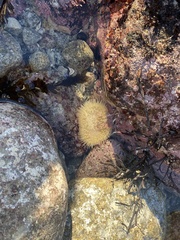 Anthopleura xanthogrammica