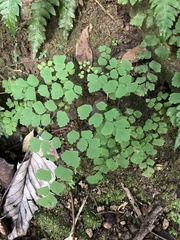 Adiantum tenerum