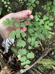 Adiantum tenerum